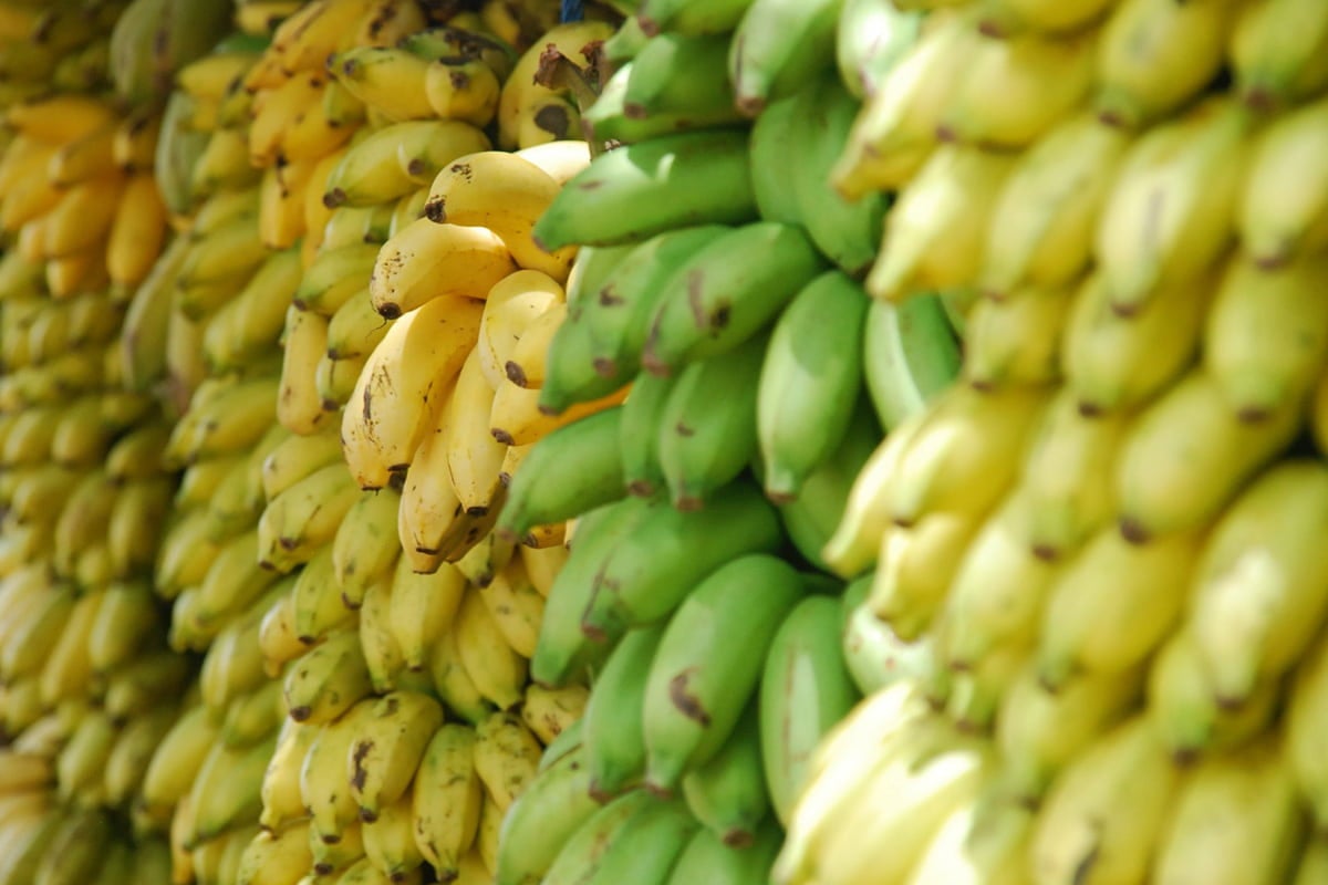 Receitas com bananas: diversas bananas penduradas