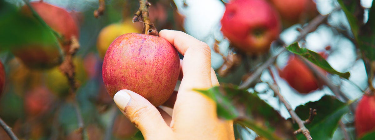 Na imagem, vemos uma mão pegando uma maçã bem vermelha em um pomar, ao fundo, é possível visualizar outras árvores repletas d