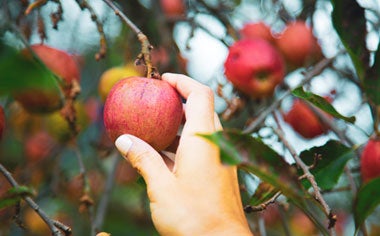 Na imagem, vemos uma mão pegando uma maçã bem vermelha em um pomar, ao fundo, é possível visualizar outras árvores repletas de outros frutos da estação em meio aos galhos e vegetação. Na imagem, vemos uma mão pegando uma maçã bem vermelha em um pomar, ao fundo, é possível visualizar outras árvores repletas de outros frutos da estação em meio aos galhos e vegetação.