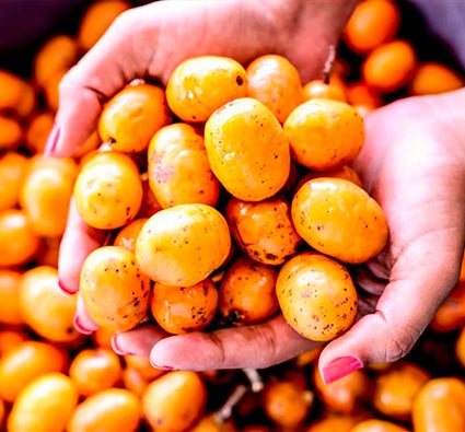 Mãos segurando várias seriguelas maduras, com frutas espalhadas ao fundo em tom amarelo-alaranjado vibrante.