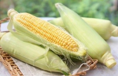 Espiga de milho amarelo parcialmente descascada, com outras espigas verdes ao fundo em uma cesta.