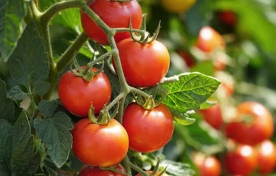 Tomates vermelhos maduros pendurados em um pé, cercados por folhas verdes sob a luz natural do sol.