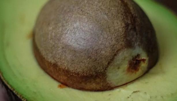  Chá de caroço de abacate benefícios e como fazer
