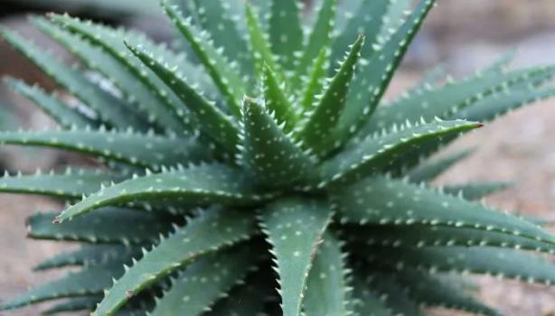 Benefícios da babosa: como utilizar a planta