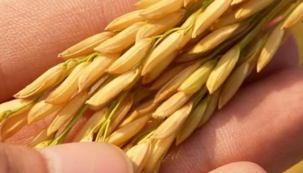 O que pode substituir o arroz? Te contamos!