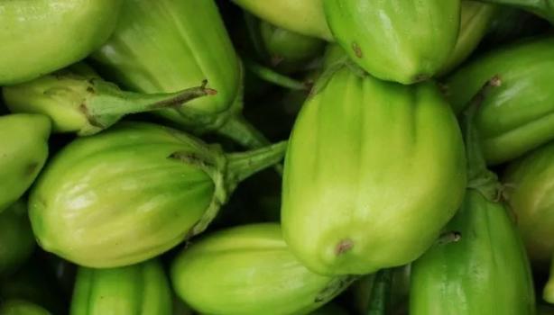 7 benefícios do jiló, o fruto amargo que adoça a vida