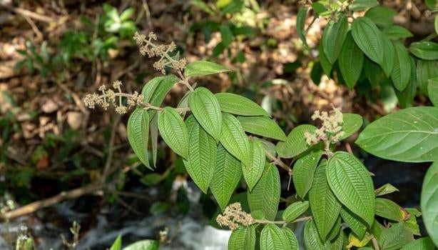 Em uma floresta, vemos a planta conhecida como canela de velho.