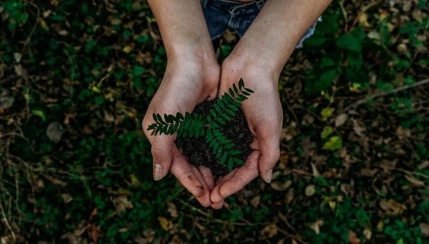 Imagem de duas mãos segurando um muda de planta com um fundo verde.