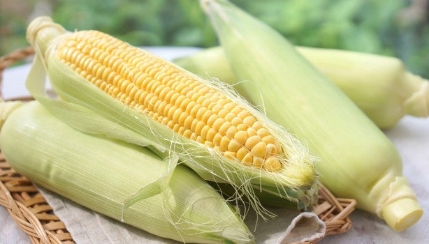 Espiga de milho amarelo parcialmente descascada, com outras espigas verdes ao fundo em uma cesta.