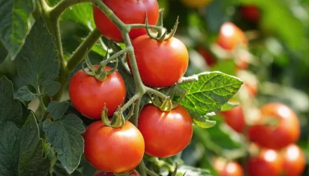 Benefícios do tomate: por que incluí-lo em sua dieta Tomates vermelhos maduros pendurados em um pé, cercados por folhas verdes sob a luz natural do sol.