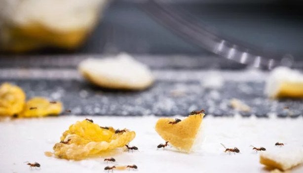 Formigas sobre restos de alimento espalhados na superfície.