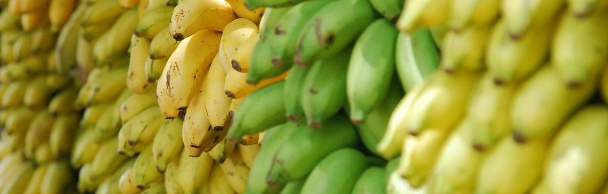 Receitas com bananas: diversas bananas penduradas