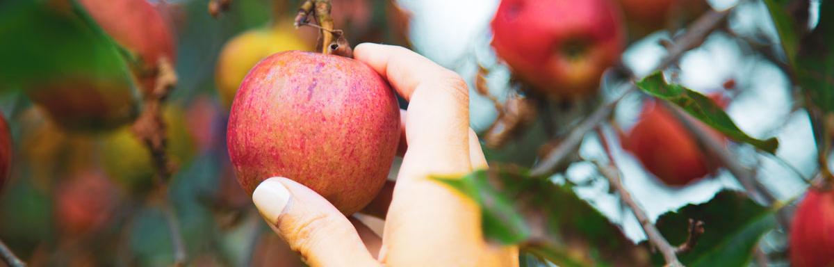 Na imagem, vemos uma mão pegando uma maçã bem vermelha em um pomar, ao fundo, é possível visualizar outras árvores repletas d