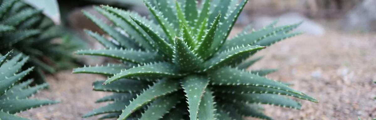 Benefícios da babosa: como utilizar a planta