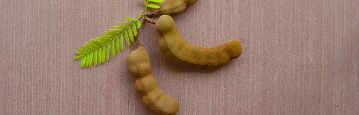 Tamarindo: Conheça benefícios dessa fruta exótica