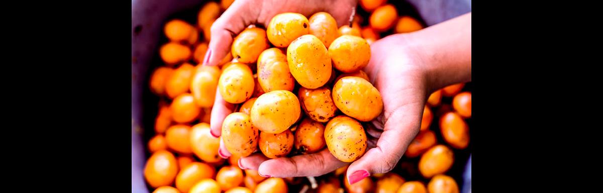 Mãos segurando várias seriguelas maduras, com frutas espalhadas ao fundo em tom amarelo-alaranjado vibrante.
