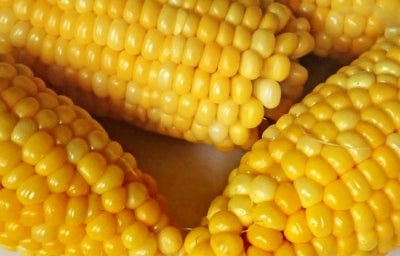 Dia do milho: quatro milhos na espiga em cima de um prato