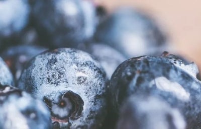 Mirtilo: benefícios dessa frutinha azul