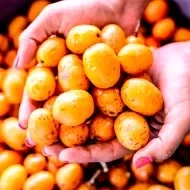 Mãos segurando várias seriguelas maduras, com frutas espalhadas ao fundo em tom amarelo-alaranjado vibrante.