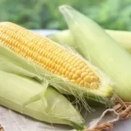 Espiga de milho amarelo parcialmente descascada, com outras espigas verdes ao fundo em uma cesta.