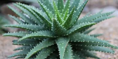 Benefícios da babosa: como utilizar a planta