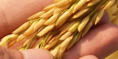 O que pode substituir o arroz? Te contamos!