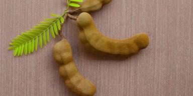 Tamarindo: Conheça benefícios dessa fruta exótica