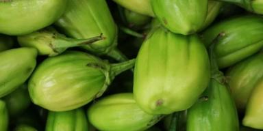 7 benefícios do jiló, o fruto amargo que adoça a vida