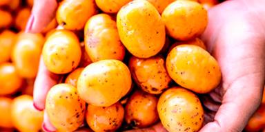 Mãos segurando várias seriguelas maduras, com frutas espalhadas ao fundo em tom amarelo-alaranjado vibrante.