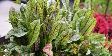 Benefícios da Azedinha Em um jardim, vemos a azedinha plantada.