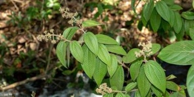Em uma floresta, vemos a planta conhecida como canela de velho.