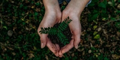 Combate ao desperdício Imagem de duas mãos segurando um muda de planta com um fundo verde.