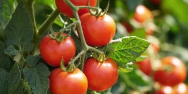 Tomates vermelhos maduros pendurados em um pé, cercados por folhas verdes sob a luz natural do sol.