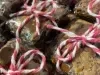Brownies embalados em plástico transparente, amarrados com barbante rosa e branco, com recheio aparente.