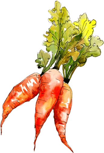 ilustra-cenoura ilustra-cenoura